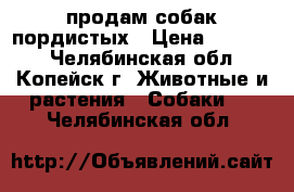 продам собак пордистых › Цена ­ 10 000 - Челябинская обл., Копейск г. Животные и растения » Собаки   . Челябинская обл.